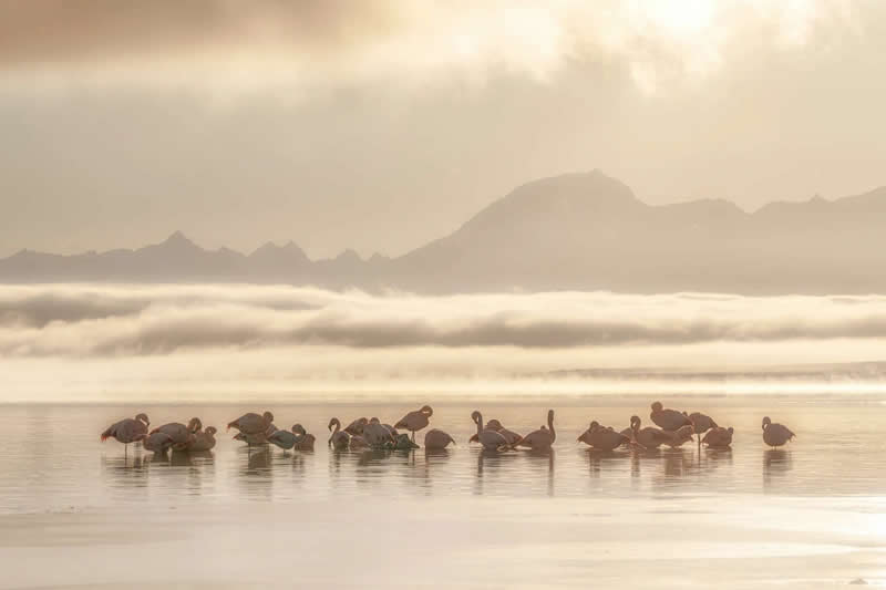 2025 Audubon Bird Photography Awards Winners