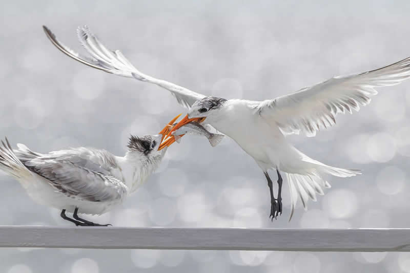 2025 Audubon Bird Photography Awards Winners