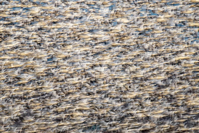 2025 Audubon Bird Photography Awards Winners