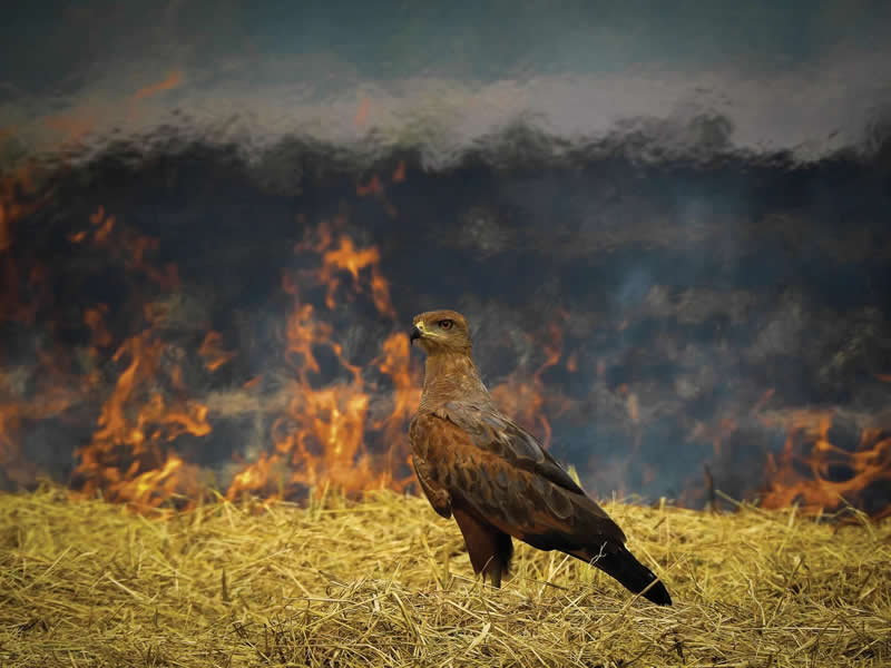 2025 Audubon Bird Photography Awards Winners
