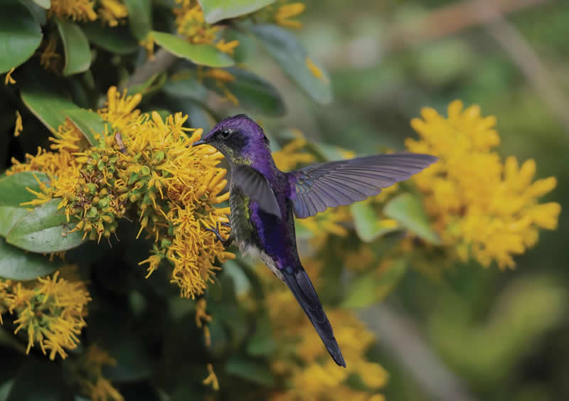 2025 Audubon Bird Photography Awards Winners