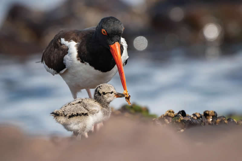 2025 Audubon Bird Photography Awards Winners