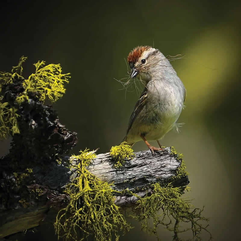 2025 Audubon Bird Photography Awards Winners