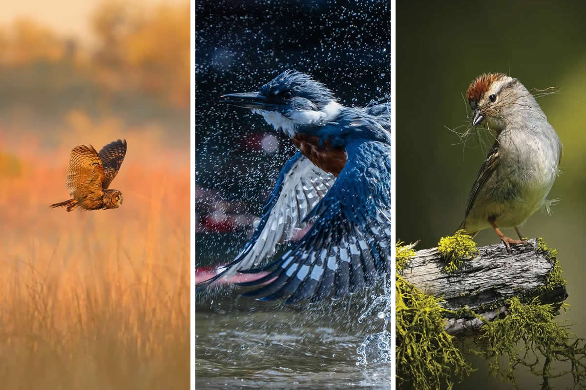15 Remarkable Winning Photos From The 2025 Audubon Bird Photography Awards