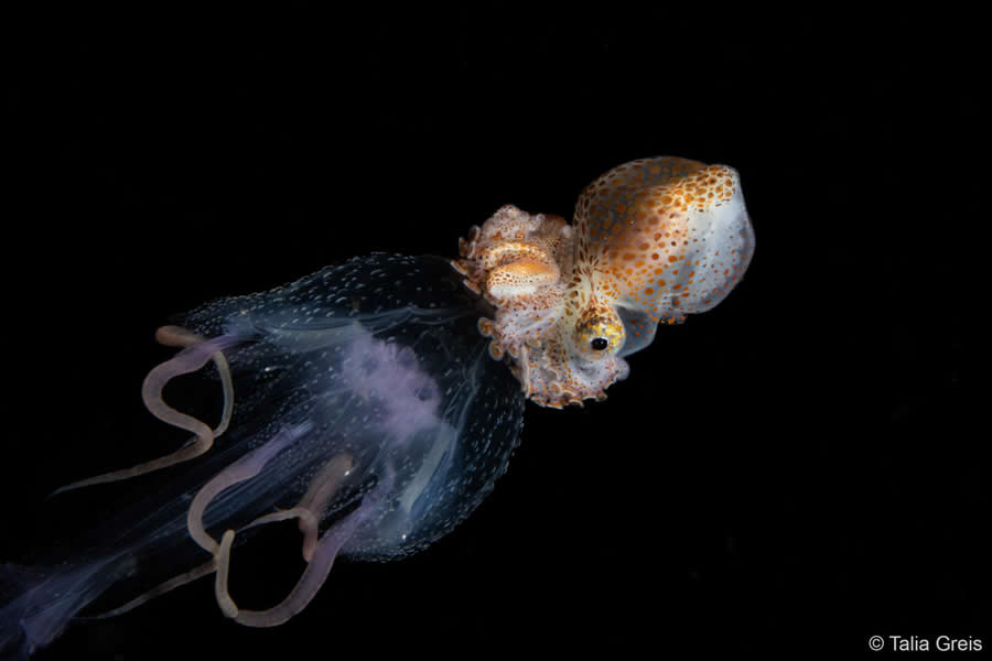 Australian Geographic Nature Photographer of the Year 2025 Winners