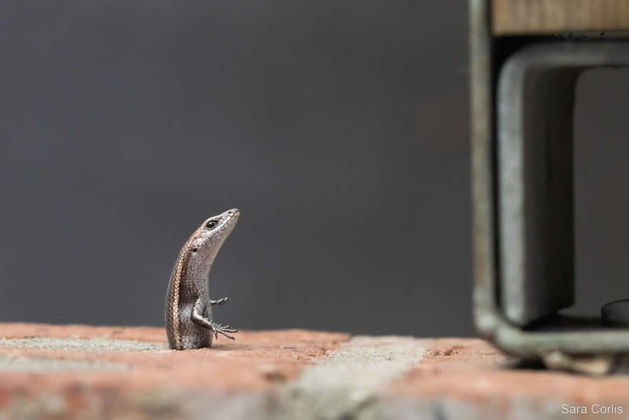 Australian Geographic Nature Photographer of the Year 2025 Winners