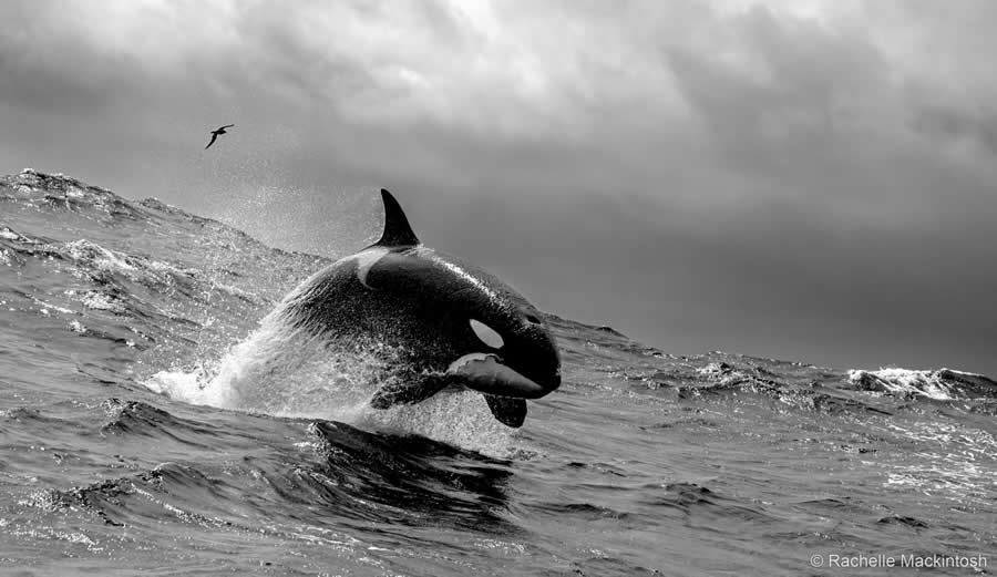 Australian Geographic Nature Photographer of the Year 2025 Winners