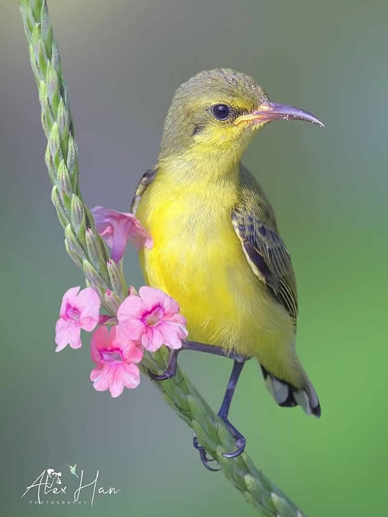 Beautiful Bird Photography by Alex Han