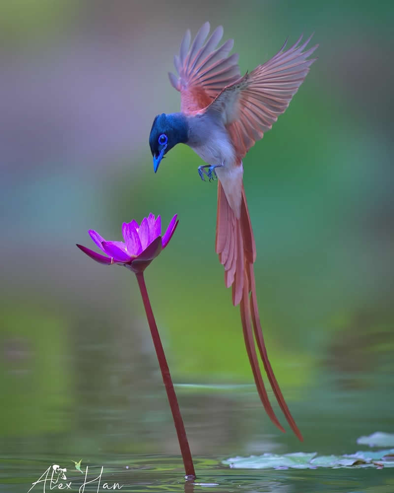 Beautiful Bird Photography by Alex Han