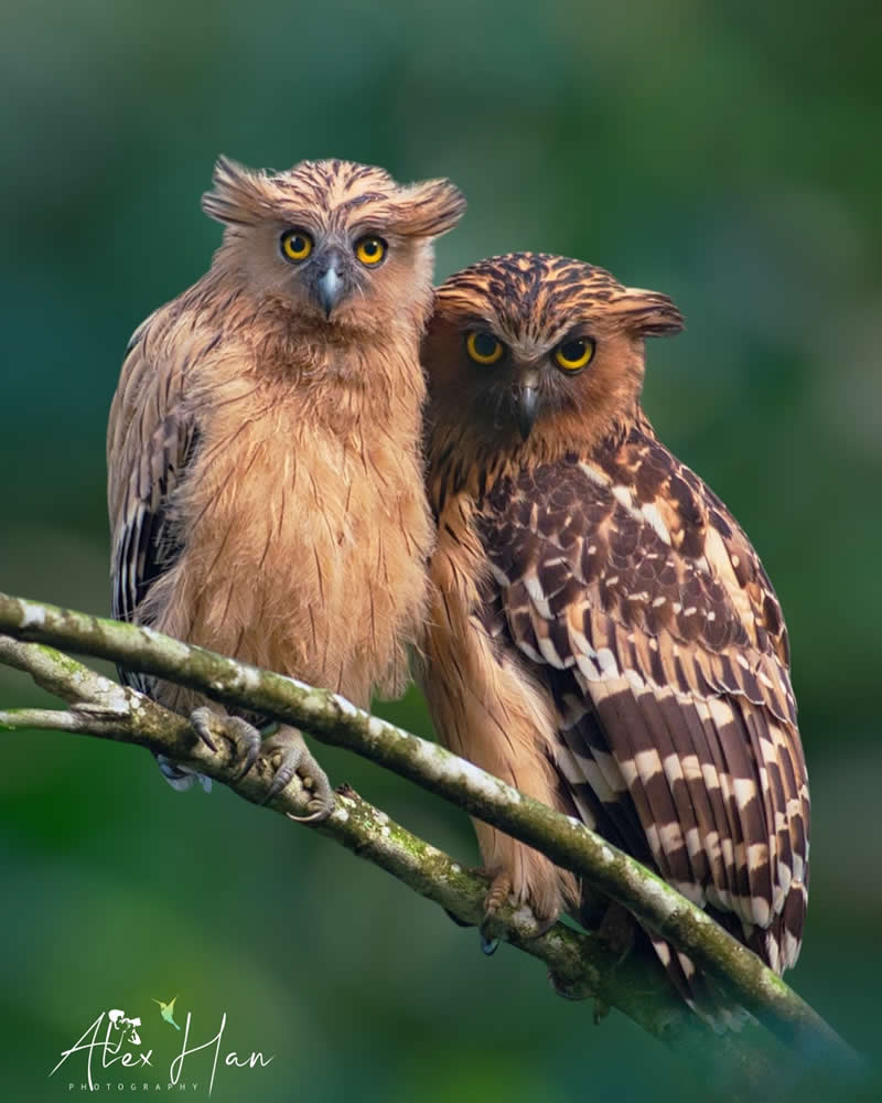 Beautiful Bird Photography by Alex Han