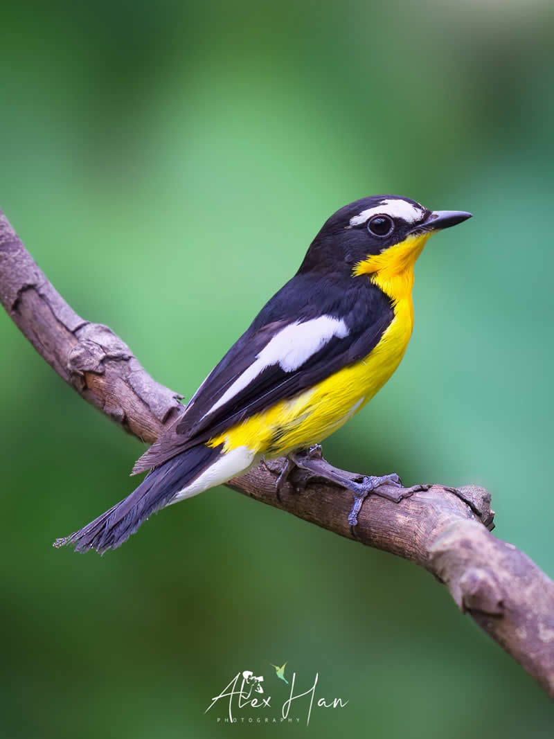 Beautiful Bird Photography by Alex Han