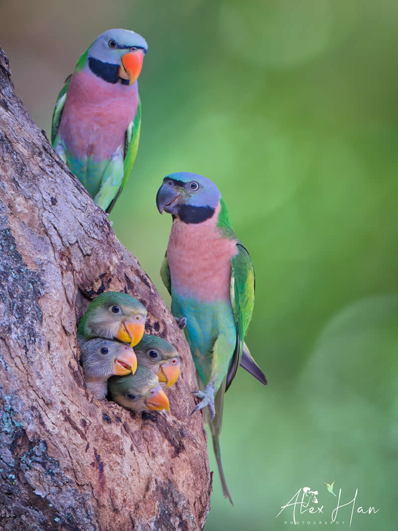 Beautiful Bird Photography by Alex Han