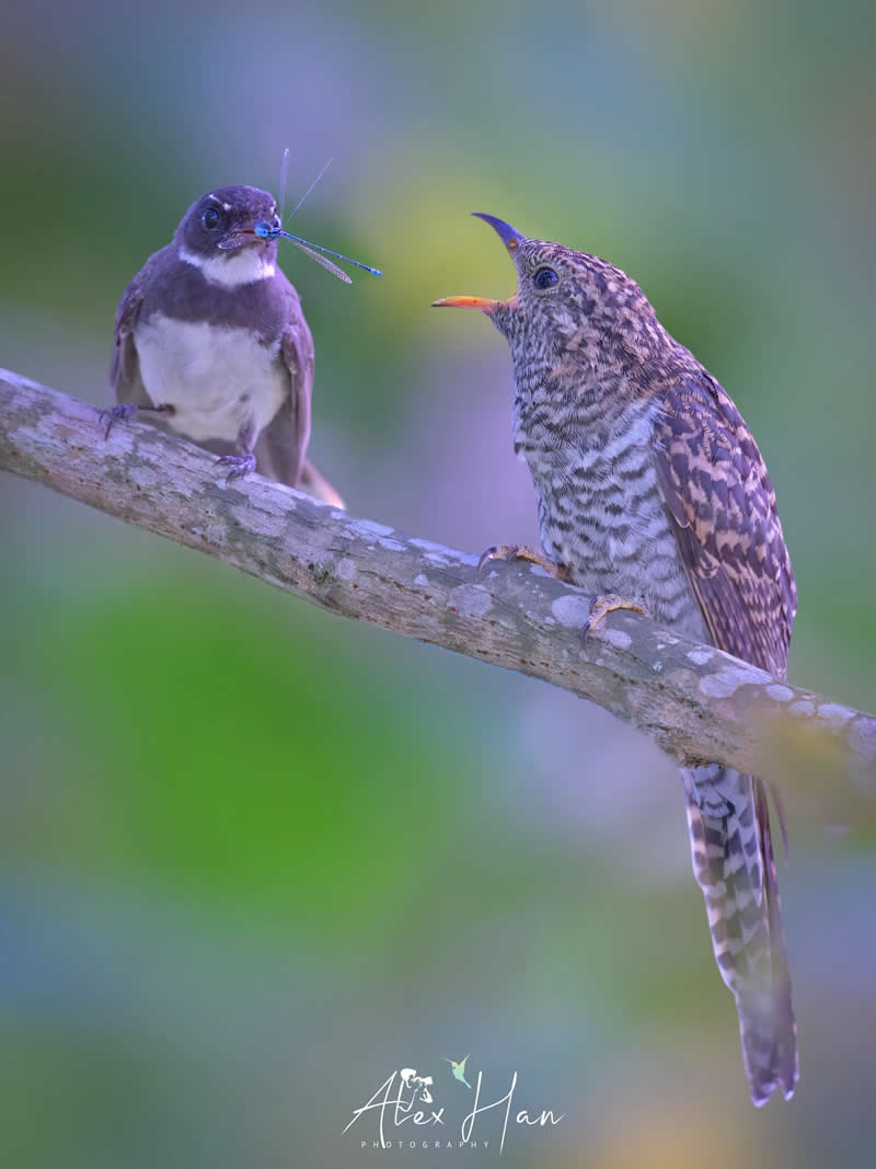 Beautiful Bird Photography by Alex Han