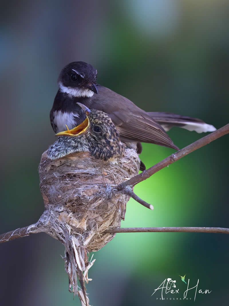 Beautiful Bird Photography by Alex Han