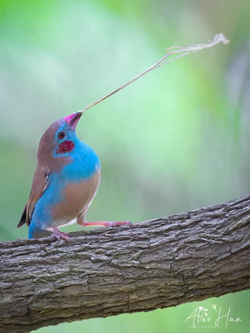 Beautiful Bird Photography by Alex Han