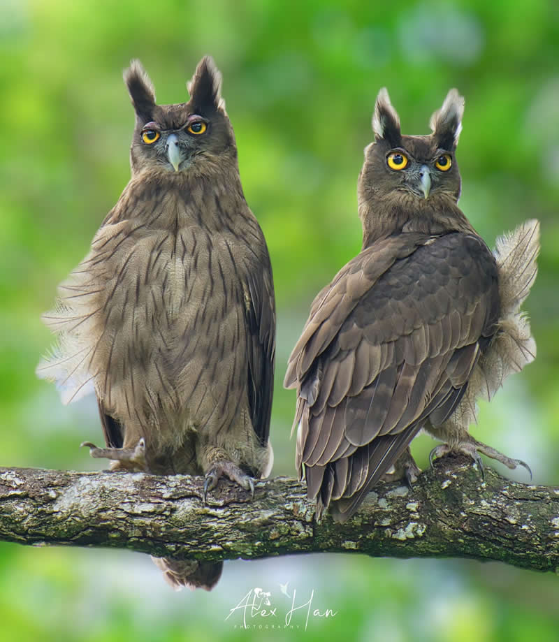 Beautiful Bird Photography by Alex Han