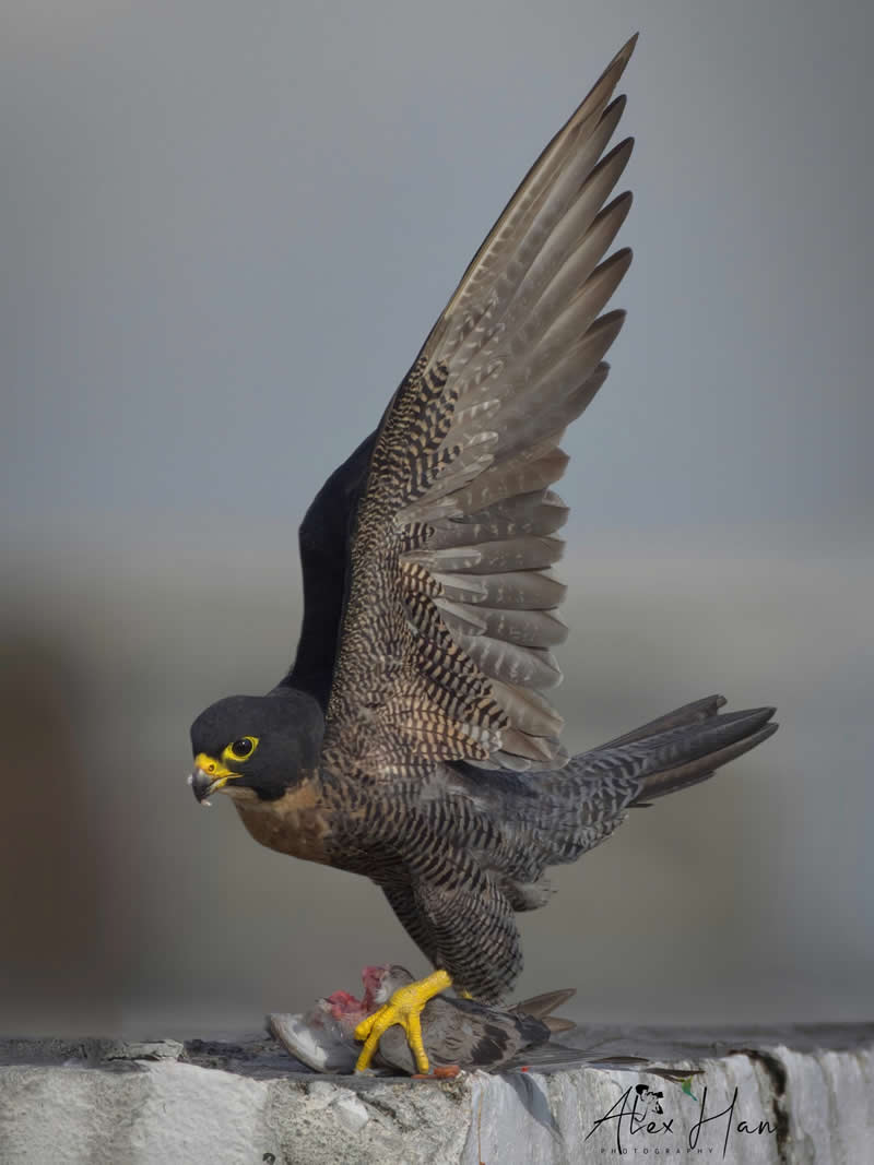 Beautiful Bird Photography by Alex Han