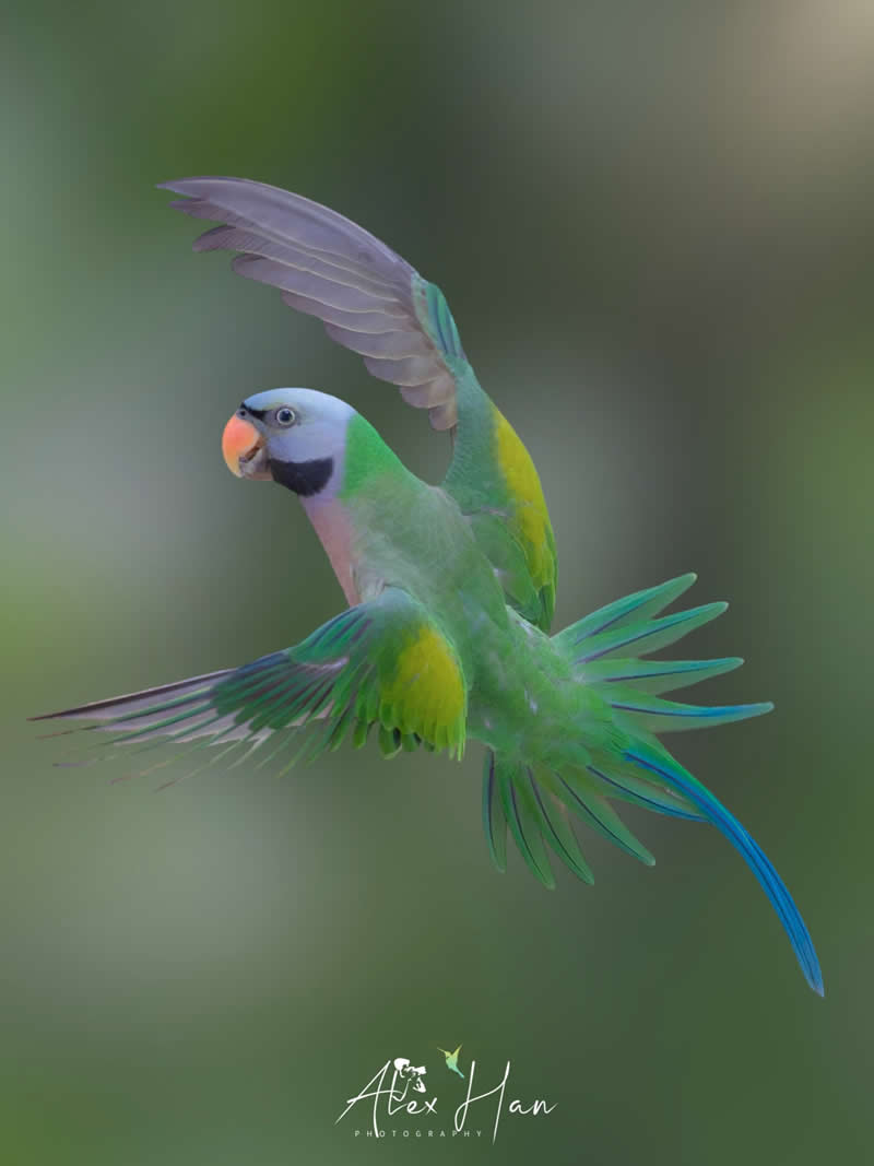 Beautiful Bird Photography by Alex Han
