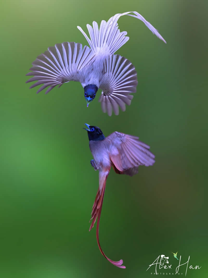 Beautiful Bird Photography by Alex Han