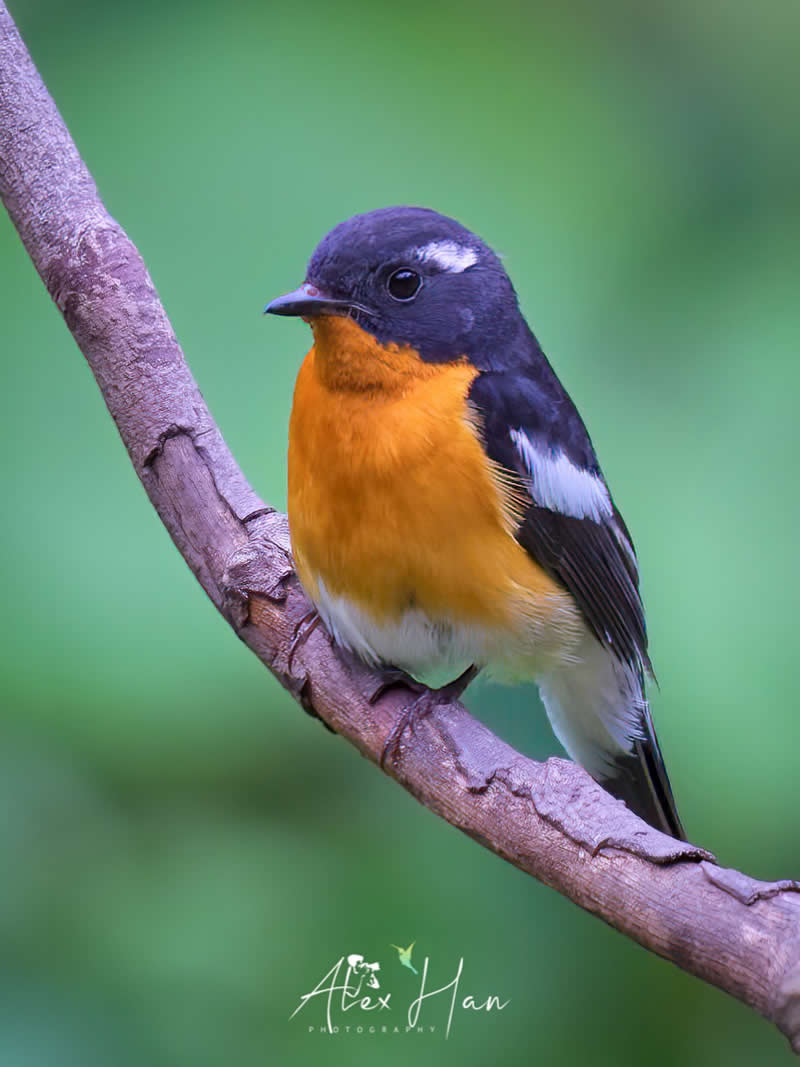 Beautiful Bird Photography by Alex Han