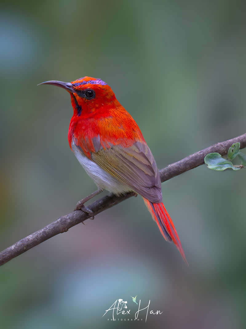 Beautiful Bird Photography by Alex Han