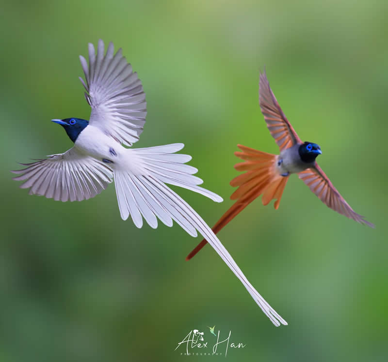 Beautiful Bird Photography by Alex Han