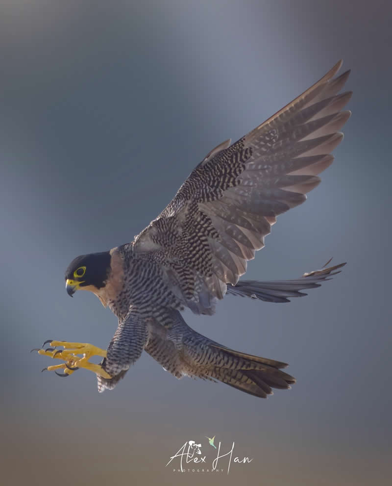 Beautiful Bird Photography by Alex Han