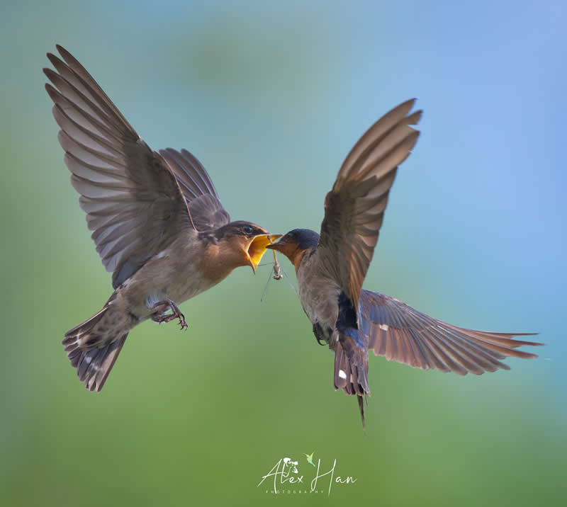 Beautiful Bird Photography by Alex Han