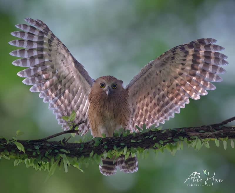 Beautiful Bird Photography by Alex Han