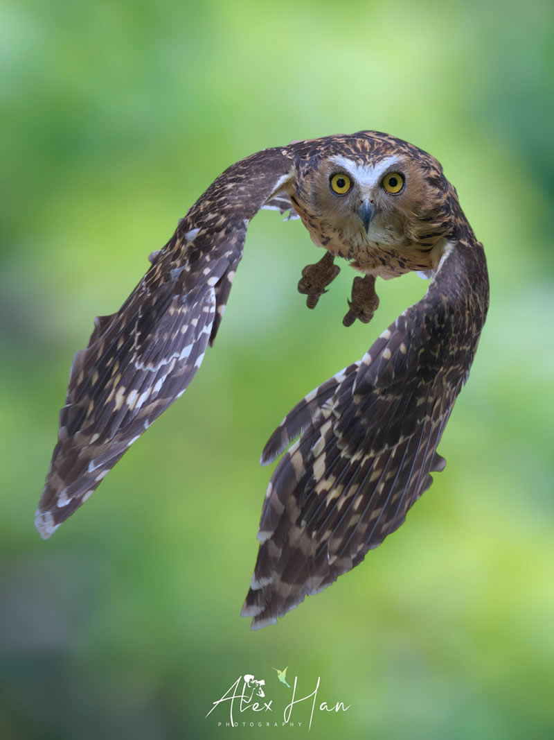 Beautiful Bird Photography by Alex Han