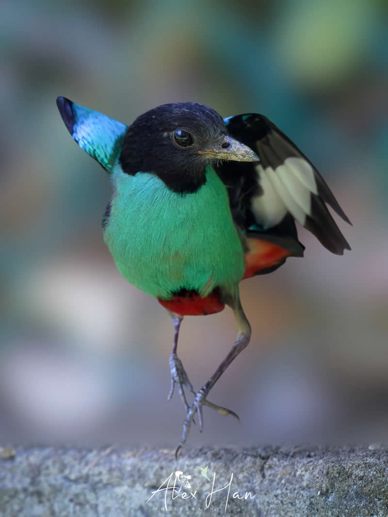 Beautiful Bird Photography by Alex Han