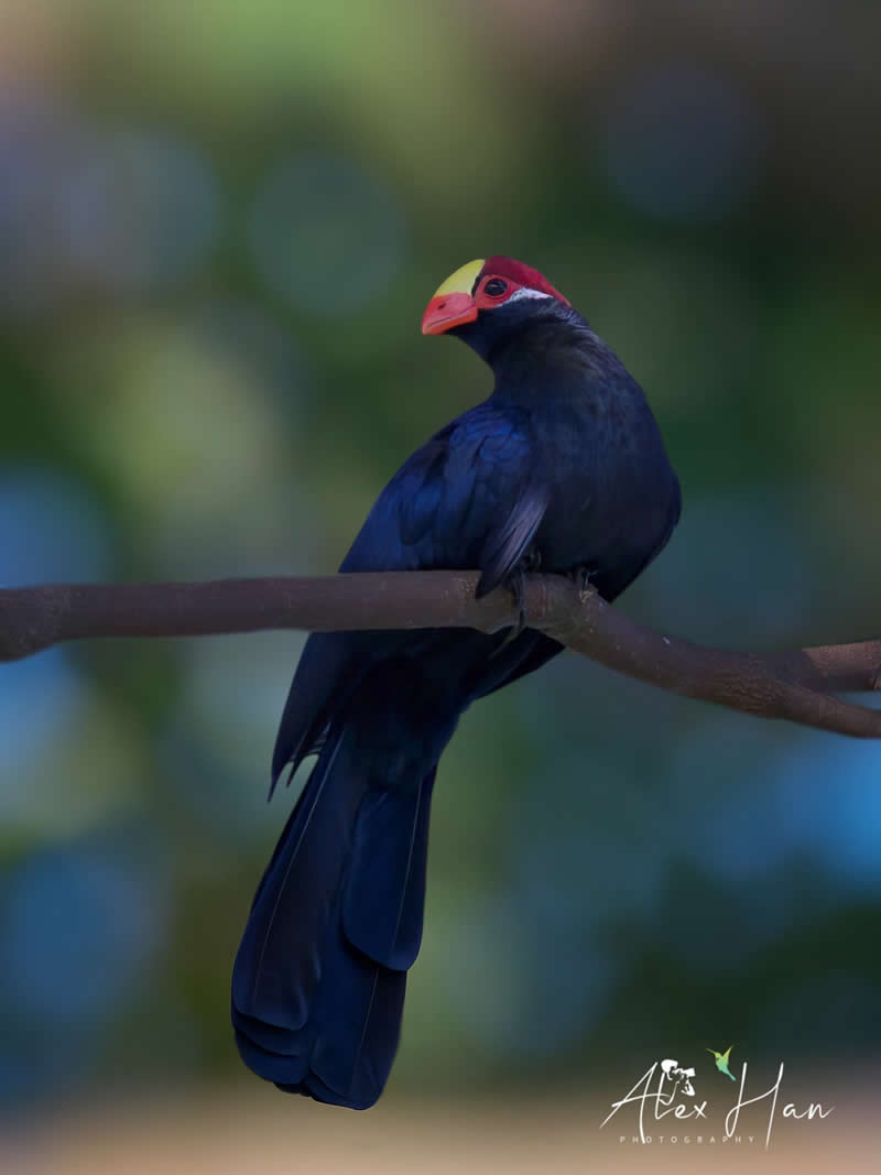 Beautiful Bird Photography by Alex Han