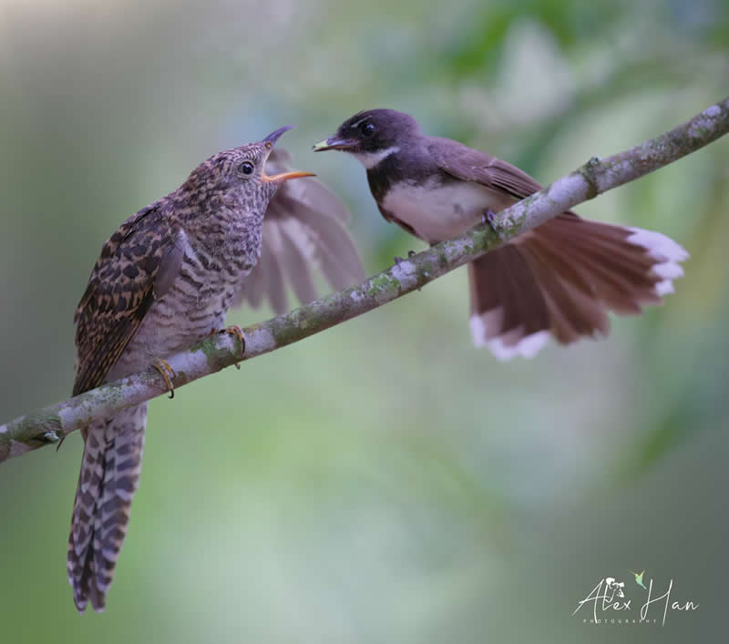 Beautiful Bird Photography by Alex Han
