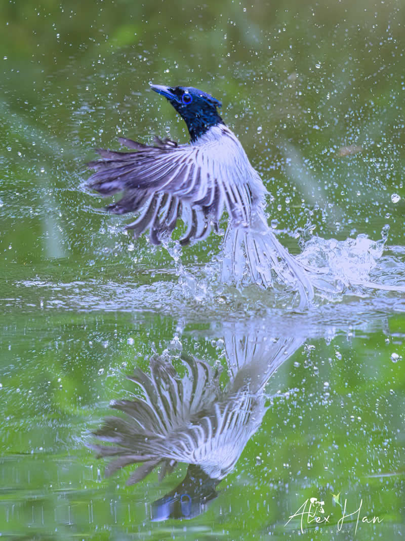 Beautiful Bird Photography by Alex Han