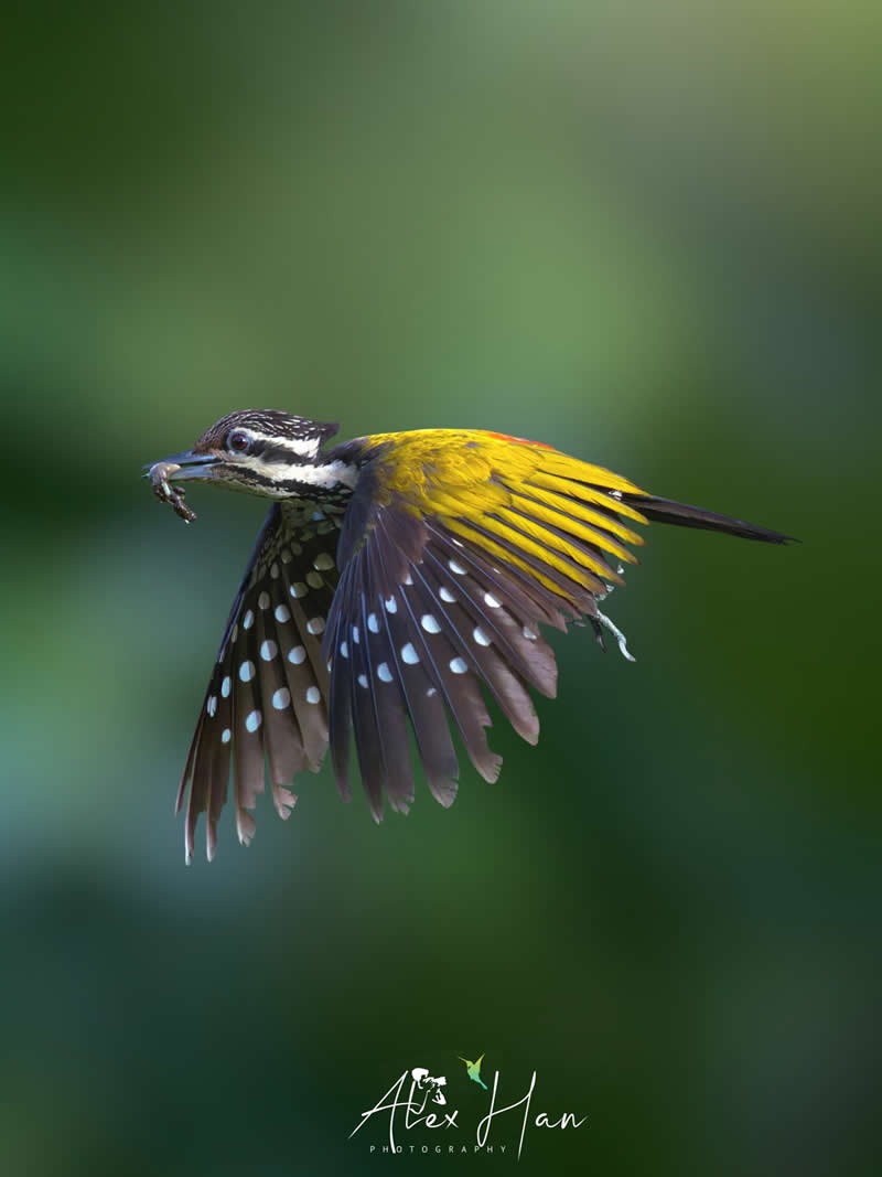 Beautiful Bird Photography by Alex Han