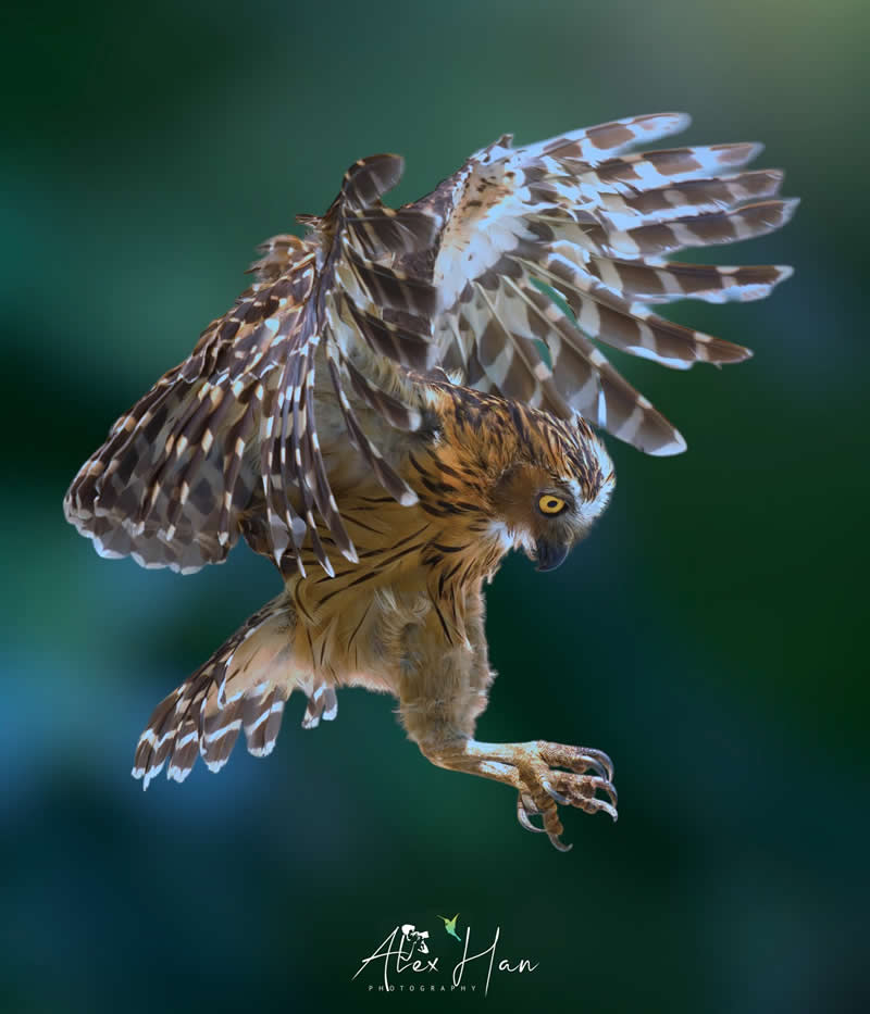 Beautiful Bird Photography by Alex Han