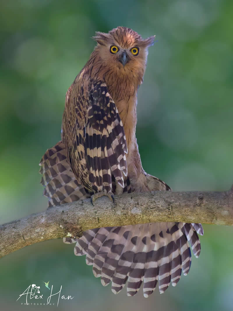 Beautiful Bird Photography by Alex Han