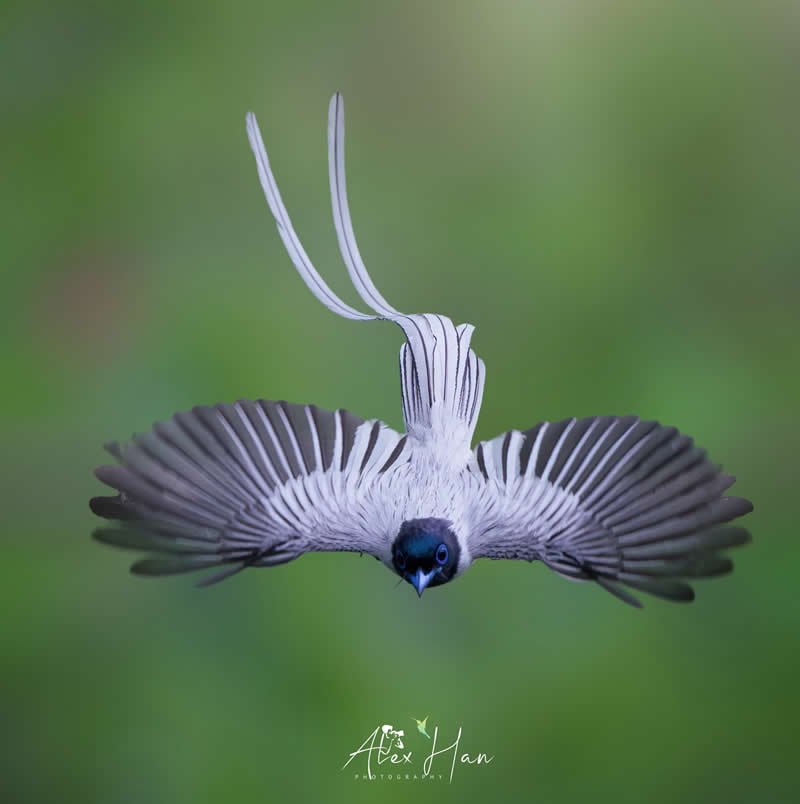 Beautiful Bird Photography by Alex Han