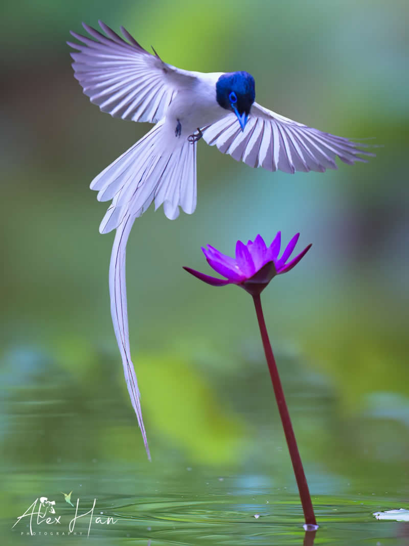 Beautiful Bird Photography by Alex Han