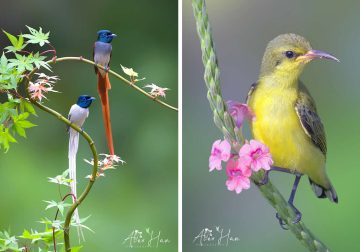 Beautiful Bird Photography by Alex Han