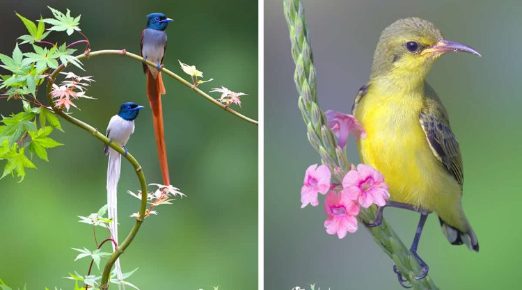 Beautiful Bird Photography by Alex Han