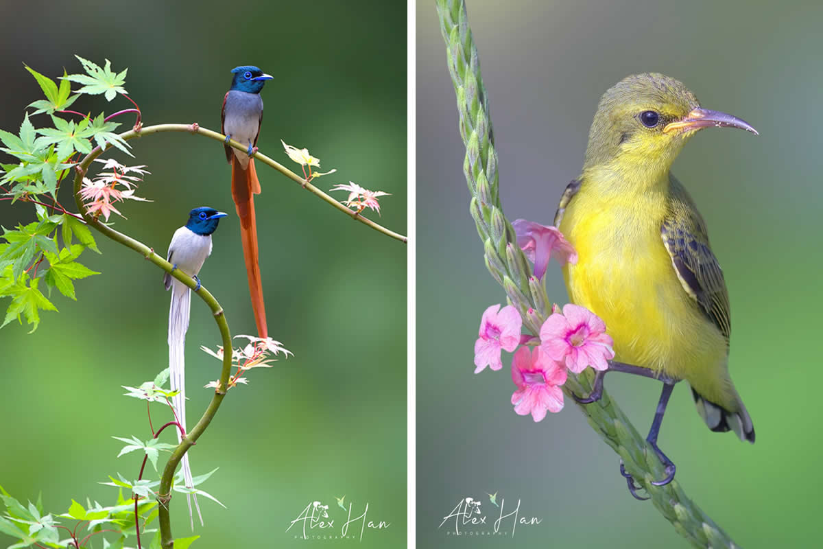 Beautiful Bird Photography by Alex Han