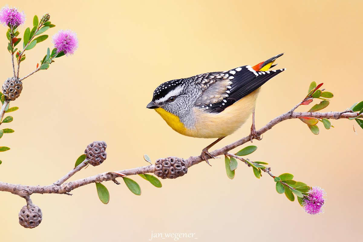 Best Top Birds in Nature Wildlife Photography