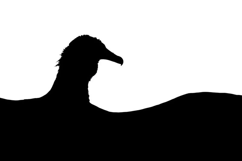 Vulture Silhouette by Tomasz Michalski - 2025 Bird Photographer of the Year Contest Winners