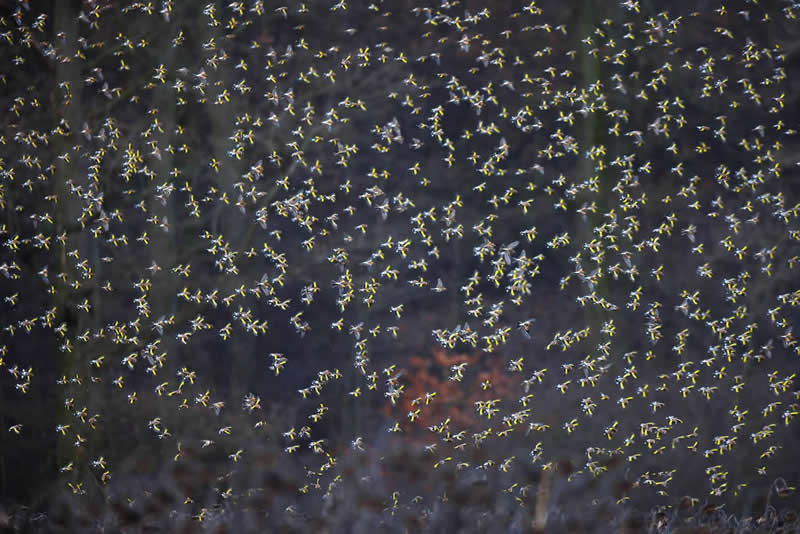Sunflower Paradise by Mateusz Piesiak - 2025 Bird Photographer of the Year Contest Winners