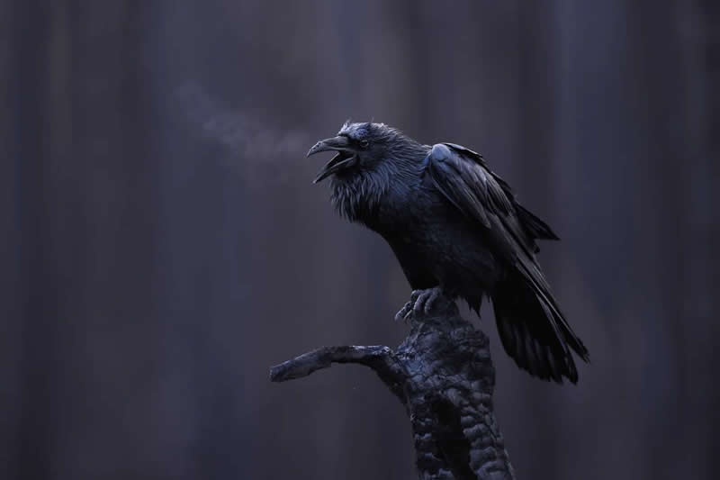 Voice of the Ash Forest by Maxime Legare-Vezina - 2025 Bird Photographer of the Year Contest Winners