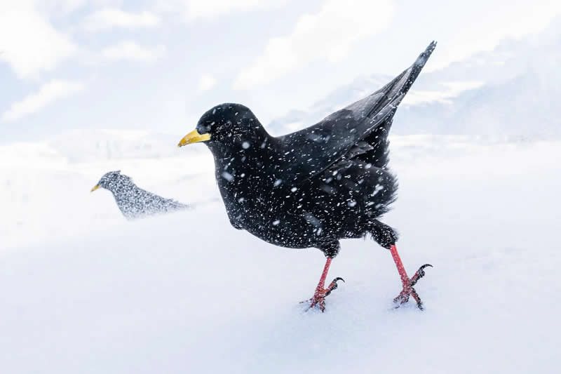 Snowstorm by Luca Lorenz - 2025 Bird Photographer of the Year Contest Winners