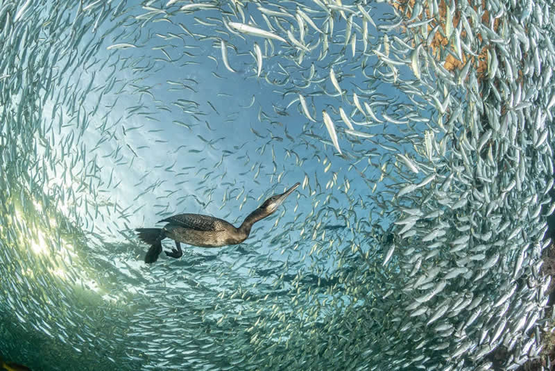 Feasting at Sunset by Franco Banfi - 2025 Bird Photographer of the Year Contest Winners