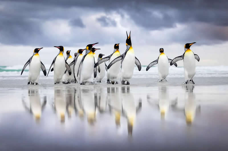 Triumphant Arrival by Steffen Foerster - 2025 Bird Photographer of the Year Contest Winners