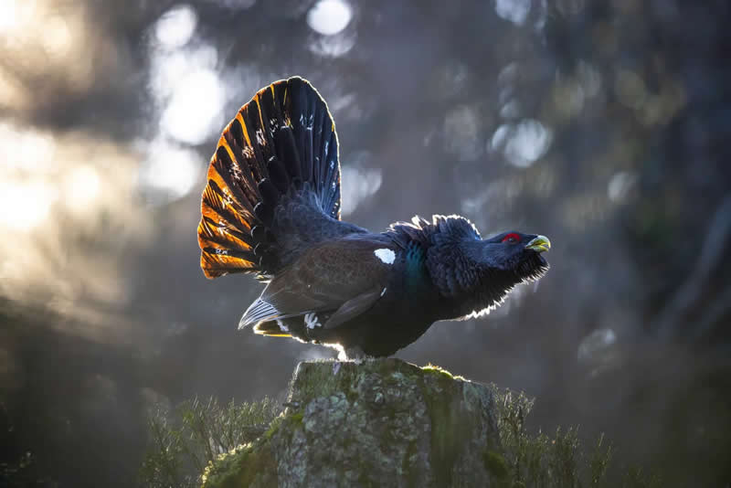 King of the Forest by Mateusz Piesiak - 2025 Bird Photographer of the Year Contest Winners